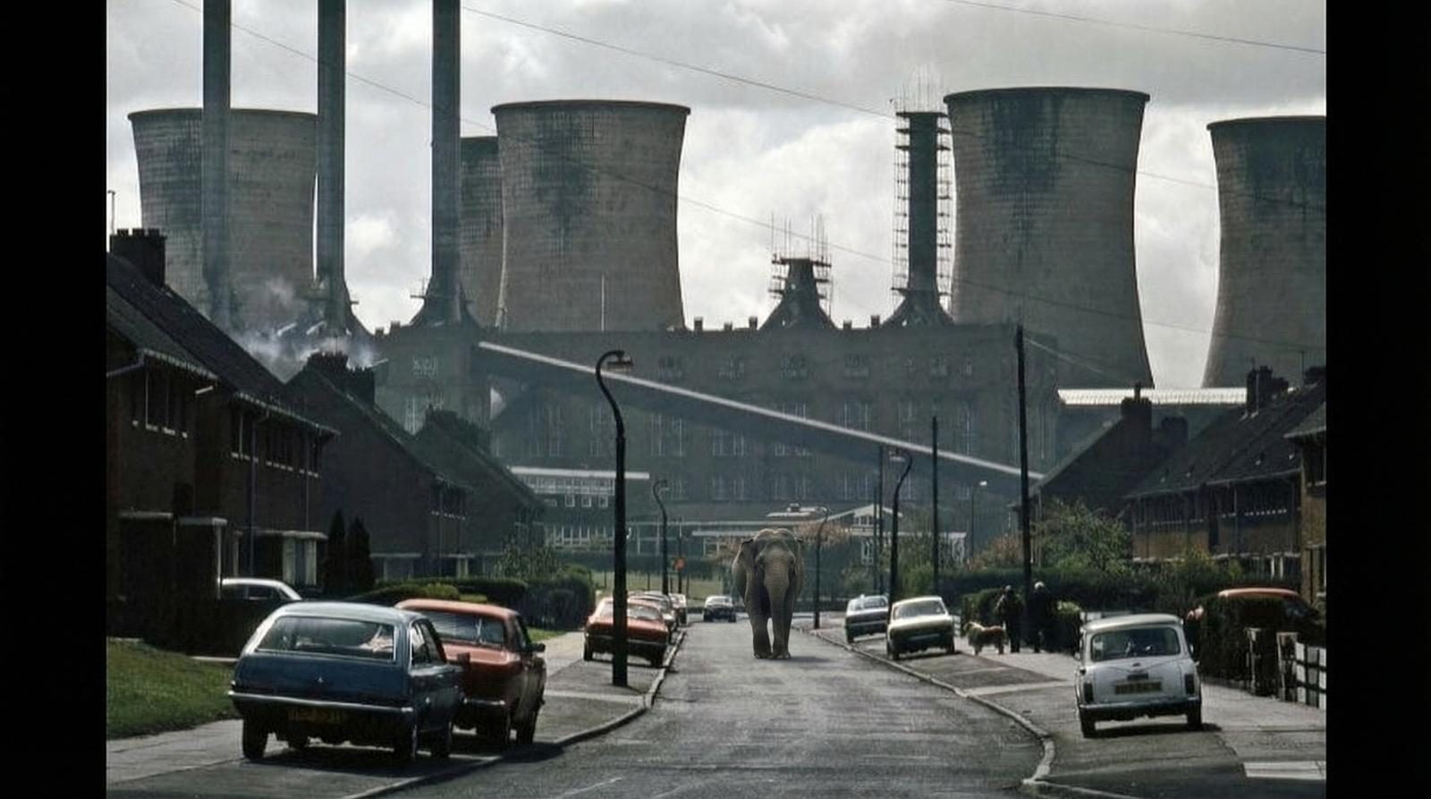 An elephant walks along a residential Black Country street in the 1970s, with cooling towers visible behind terraced houses